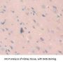 Glial Fibrillary Acidic Protein (GFAP) Antibody