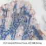 Inosine Triphosphatase (ITPA) Antibody