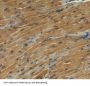 Karyopherin Alpha 3 (KPNa3) Antibody