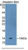 Laminin Beta 3 (LAMb3) Antibody