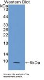 T-Kininogen 1 (KNT1) Antibody