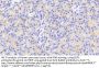 Endothelial Differentiation-Related Factor 1 (EDF1) Antibody