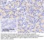 Endothelial Differentiation-Related Factor 1 (EDF1) Antibody