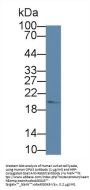 Optic Atrophy 3 (OPA3) Antibody