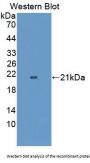 Optic Atrophy 3 (OPA3) Antibody