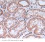 Optic Atrophy 3 (OPA3) Antibody