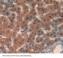 Malate Dehydrogenase 2 (MDH2) Antibody