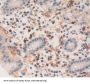 Zuotin Related Factor 1 (ZRF1) Antibody