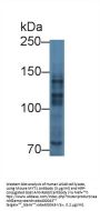 Myelin Transcription Factor 1 (MYT1) Antibody