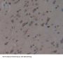 Myelin Transcription Factor 1 (MYT1) Antibody