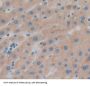 Ubiquitin Associated Protein 1 (UBAP1) Antibody
