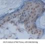 Nuclear Factor I/X (NFIX) Antibody