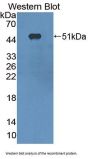 Reticulon 1 (RTN1) Antibody