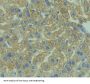 Reticulon 1 (RTN1) Antibody