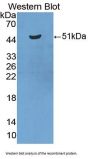 Reticulon 1 (RTN1) Antibody
