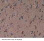 Reticulon 1 (RTN1) Antibody