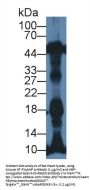 N-Terminal Pro-Atrial Natriuretic Peptide (NT-ProANP) Antibody