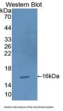 N-Terminal Pro-Atrial Natriuretic Peptide (NT-ProANP) Antibody