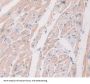 N-Terminal Pro-Atrial Natriuretic Peptide (NT-ProANP) Antibody