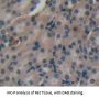 Transmembrane Protein 27 (TMEM27) Antibody