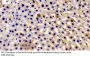 Antizyme Inhibitor 1 (AZIN1) Antibody
