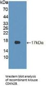 Cyclin Dependent Kinase Inhibitor 2B (CDKN2B) Antibody