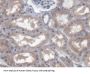 Pituitary Tumor Transforming 1 Interacting Protein (PTTG1IP) Antibody