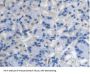 Prenylcysteine Oxidase 1 (PCYOX1) Antibody