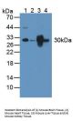 Pyridoxamine-5'-Phosphate Oxidase (PNPO) Antibody
