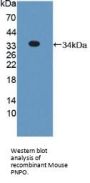 Pyridoxamine-5'-Phosphate Oxidase (PNPO) Antibody