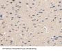 Pyridoxamine-5'-Phosphate Oxidase (PNPO) Antibody