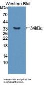 Polymerase DNA Directed Alpha 1 (POLa1) Antibody