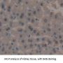 Polymerase DNA Directed Alpha 1 (POLa1) Antibody