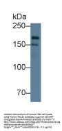Polymerase DNA Directed Alpha 1 (POLa1) Antibody