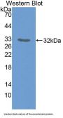 Polymerase DNA Directed Alpha 1 (POLa1) Antibody