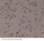 Protein Tyrosine Phosphatase Receptor Type Z (PTPRZ) Antibody