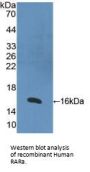 Retinoic Acid Receptor Alpha (RARa) Antibody