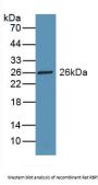 Retinol Binding Protein 3, Interstitial (RBP3) Antibody