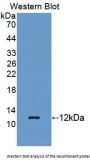 Regenerating Islet Derived Protein 3 Gamma (REG3g) Antibody