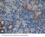 Regenerating Islet Derived Protein 3 Gamma (REG3g) Antibody