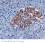Regenerating Islet Derived Protein 3 Gamma (REG3g) Antibody