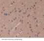 Ribonuclease H2 Subunit A (RNASEH2A) Antibody