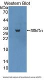 Methyl CpG Binding Protein 2 (MECP2) Antibody