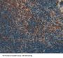 Src Kinase Associated Phosphoprotein 1 (SKAP1) Antibody