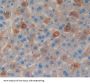 Chromogranin B (CHGB) Antibody