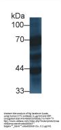 Synaptotagmin I (SYT1) Antibody