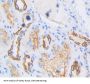Cytochrome P450 5A1 (CYP5A1) Antibody
