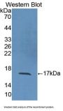 Interleukin 2 (IL2) Antibody