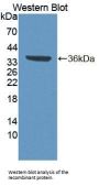 Transcription Elongation Factor A Protein 3 (TCEA3) Antibody