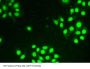 Thymopoietin (TMPO) Antibody